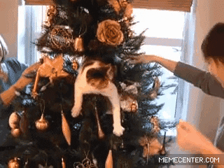cat fail GIF