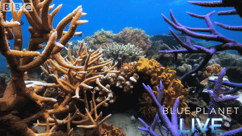 bbc one blue planet 2 GIF by BBC