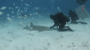 Diver Pets Nurse Shark in The Bahamas