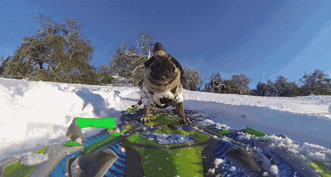 pug snowboard GIF