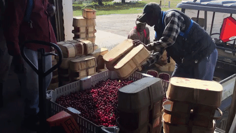 cbc cherries GIF