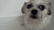 grumpy dog GIF