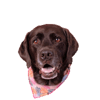Puppy Love Labrador Sticker by Tori Mistick Wear Wag Repeat