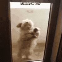 GIF by Giffffr