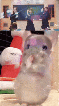Chinchilla Sue GIF