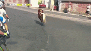 horse pony GIF by Electric Cyclery