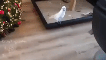 Obedient Cockatoo Follows Her Owner Around the House
