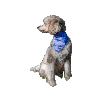 Loot Llama Sticker by Geekster Pets