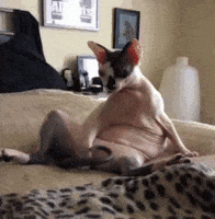 buzz GIF