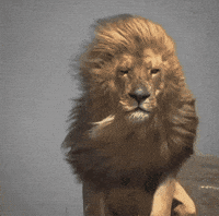 Lion Atman GIF