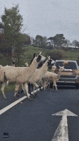 Runaway Llamas Halt Traffic on English Highway