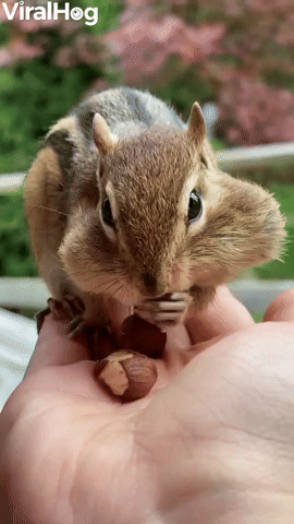 Backyard Chipmunk Eats from the Hand