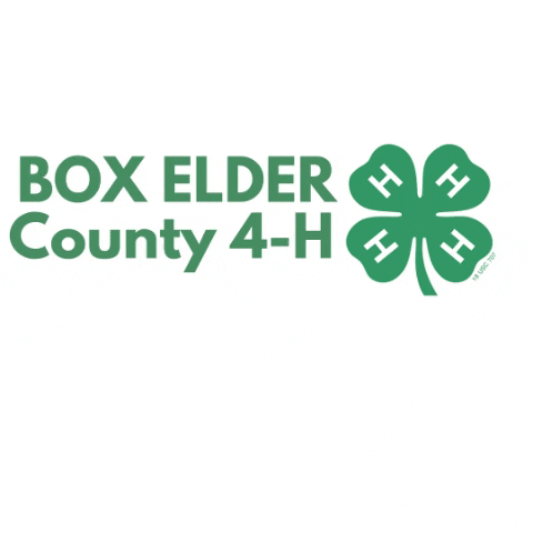 BoxElder4H_USUextension giphygifmaker GIF