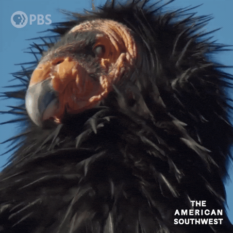 Bad Hair Day Condor GIF by PBS