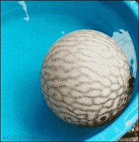 fish deflating GIF