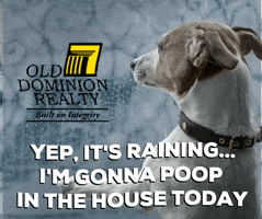 Ad gif. Dog is perched against a window and looks melancholily at the rainy weather outside. Text reads, "Yep, it's raining... I'm gonna poop in the house today," with an Old Dominion Reality logo plastered above.