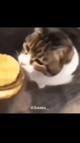 Cat Kitty GIF