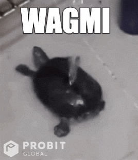 Crypto GIF by ProBit Global