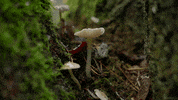 photography tree GIF by Living Stills