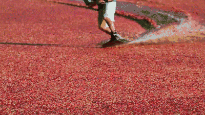 field cranberry GIF