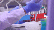 Boise State College GIF by Boise State University