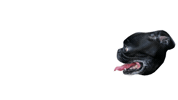 JasonKauz pepe pug lasers pepethepug Sticker