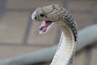 Rumble Snek Screaming GIF by jOnNy'S wOrLd
