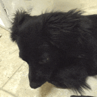 dog kiddo GIF by notsofantastic