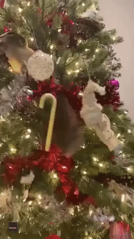 Fearless Feline Scales Christmas Tree