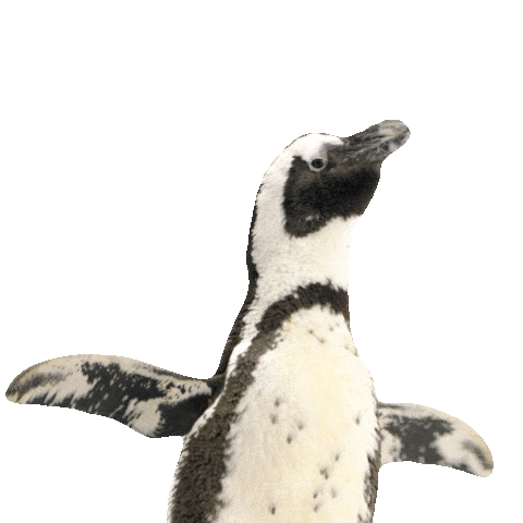 Wings Birds Sticker by TELUS