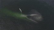 Whale GIF by American Museum of Natural History