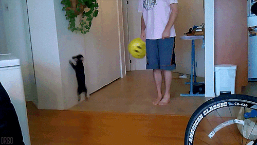 dogs balloon GIF by Cheezburger