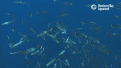 white shark GIF by Monterey Bay Aquarium