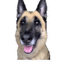 Wagging German Shepherd Sticker by OCUNYC