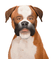 Ilustres Ignorantes Dog Sticker by Movistar+