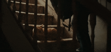 Watch Out for the Orange Cat