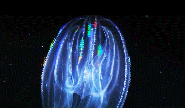 jellyfish GIF