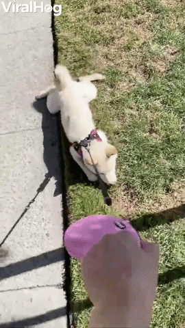 Stubborn Shiba Prefers To Be Pulled