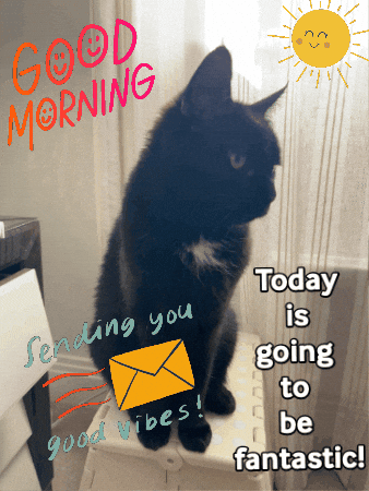 Good Morning Cat GIF