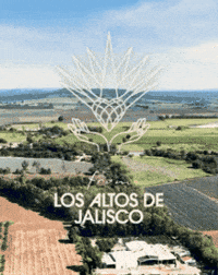 Mexico City Sun GIF by Milagro Tequila