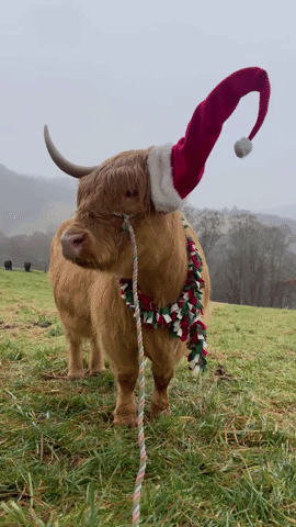 Highland Cow Gets Into Holiday Spirit
