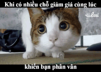 lozico  GIF