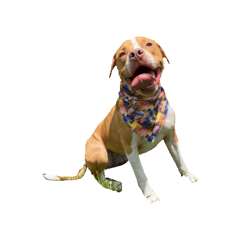 Pit Bull Dog Sticker by Geekster Pets