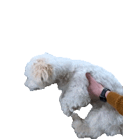 Dog Work Sticker by Gofourward