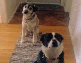 Dog Wow GIF by America's Funniest Home Videos