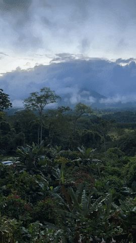 arnellelozada giphyupload environment tropical landscape GIF