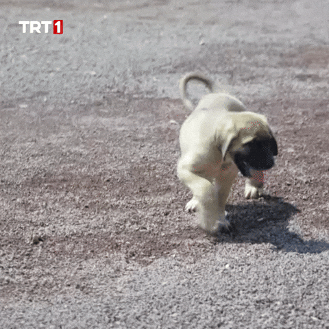 Shocked Give Up GIF by TRT