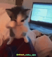 Dance Cat GIF