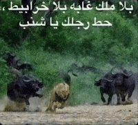 ميمز GIF