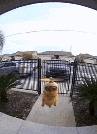 Cat GIF